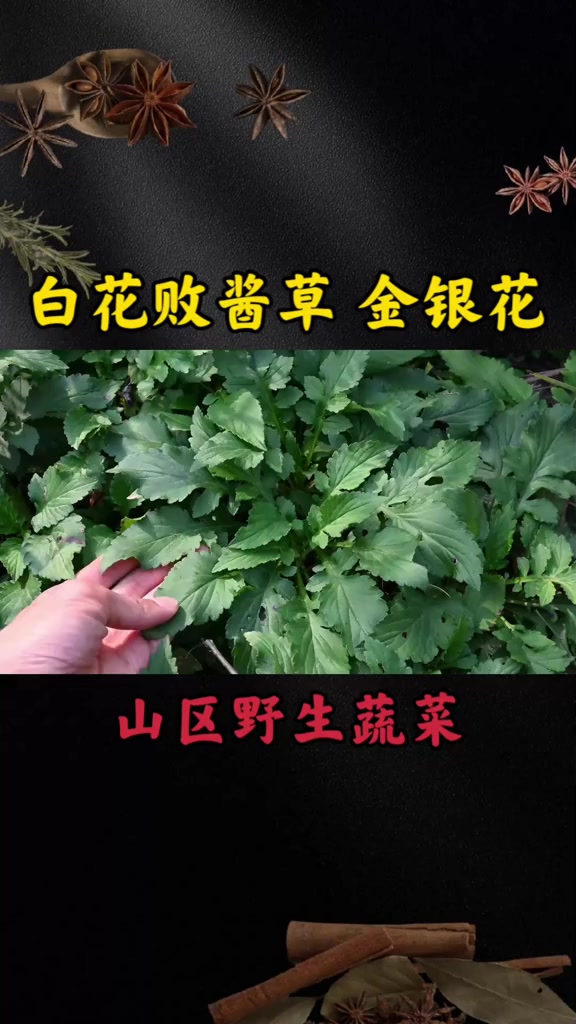 身边植物“白花败酱草”,有着金银花的价值,农民却当野菜来吃