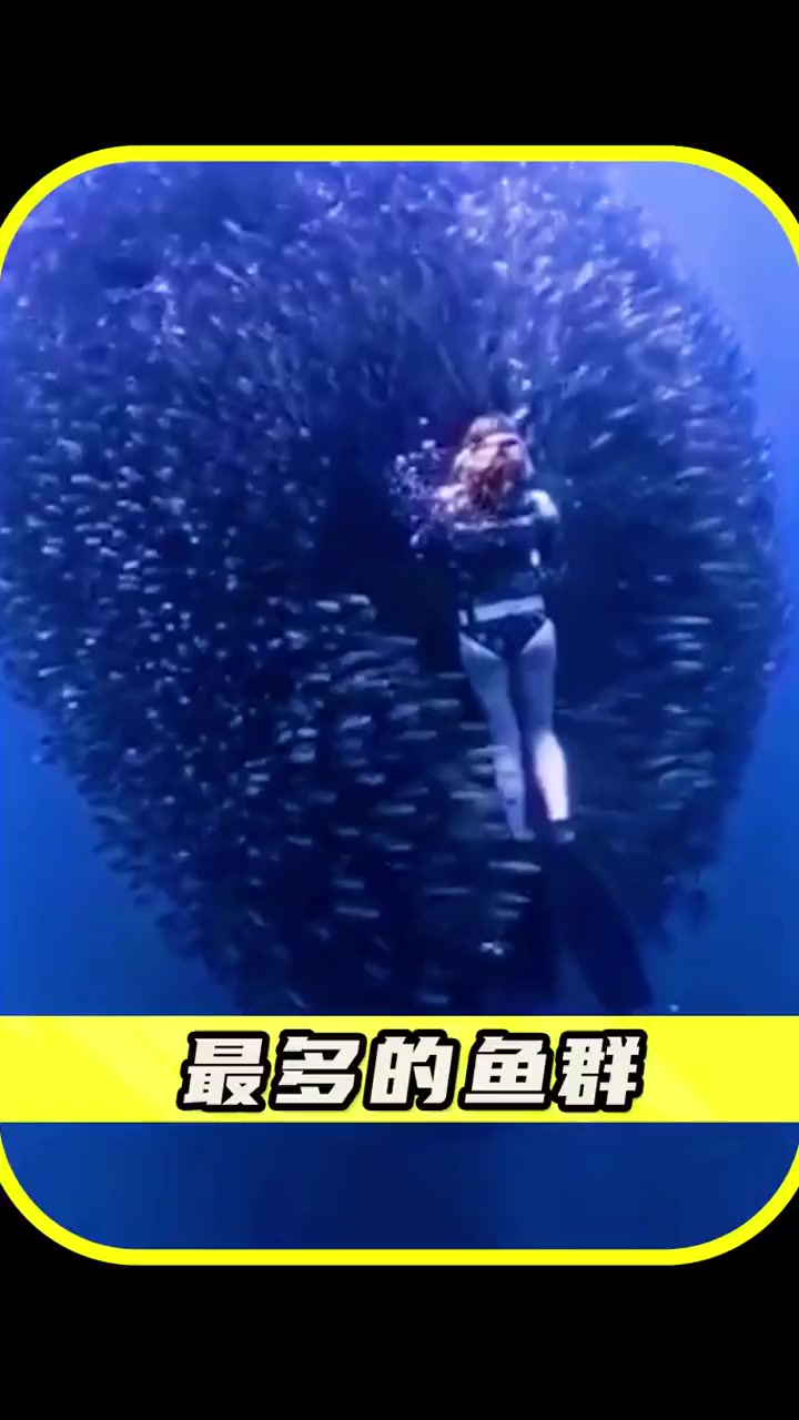 海里面的沙丁鱼群海里面的沙丁鱼群