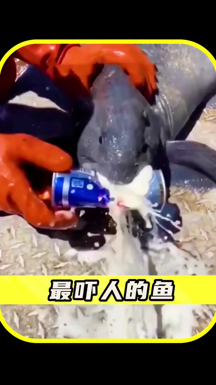 世界上最吓人的鱼