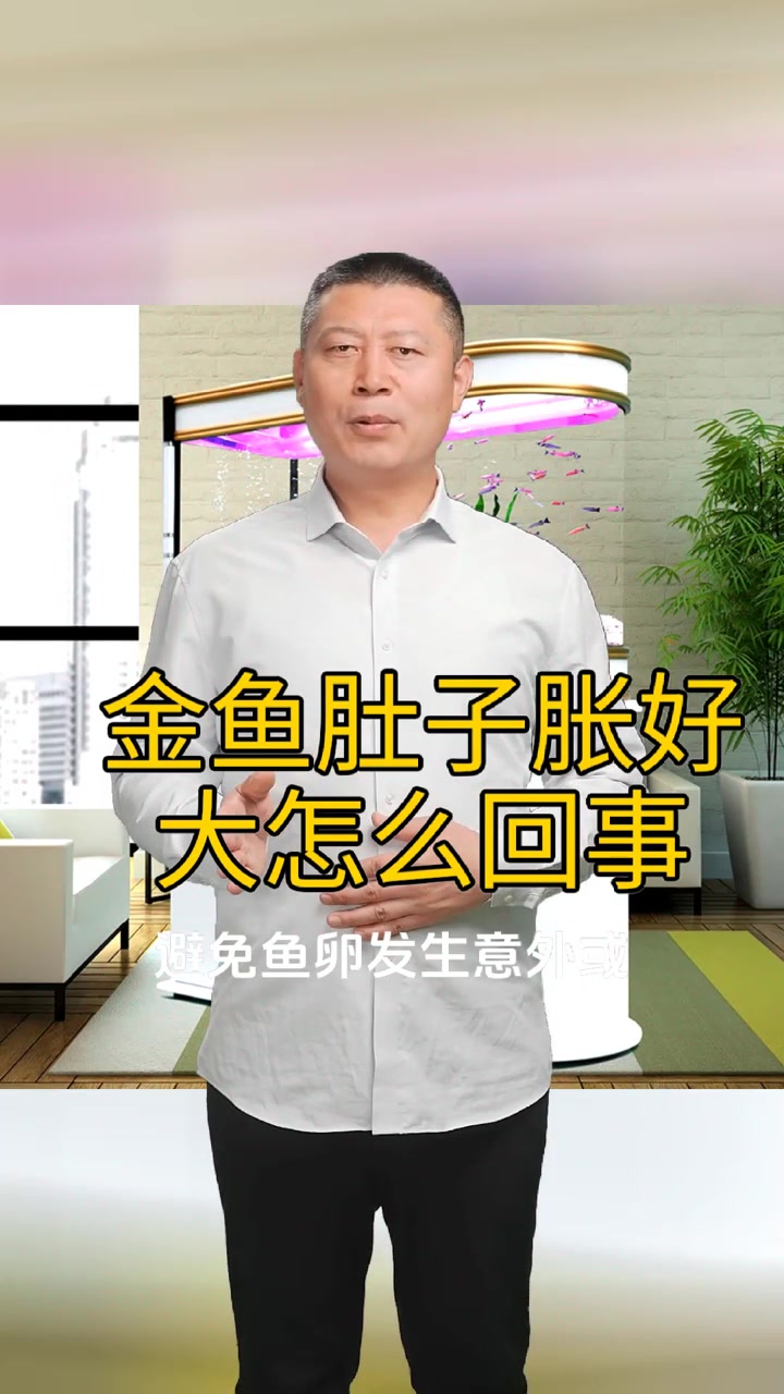 金鱼肚子胀好大怎么回事