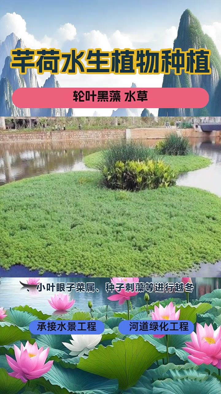 狐尾藻净水 轮叶黑藻 水草
