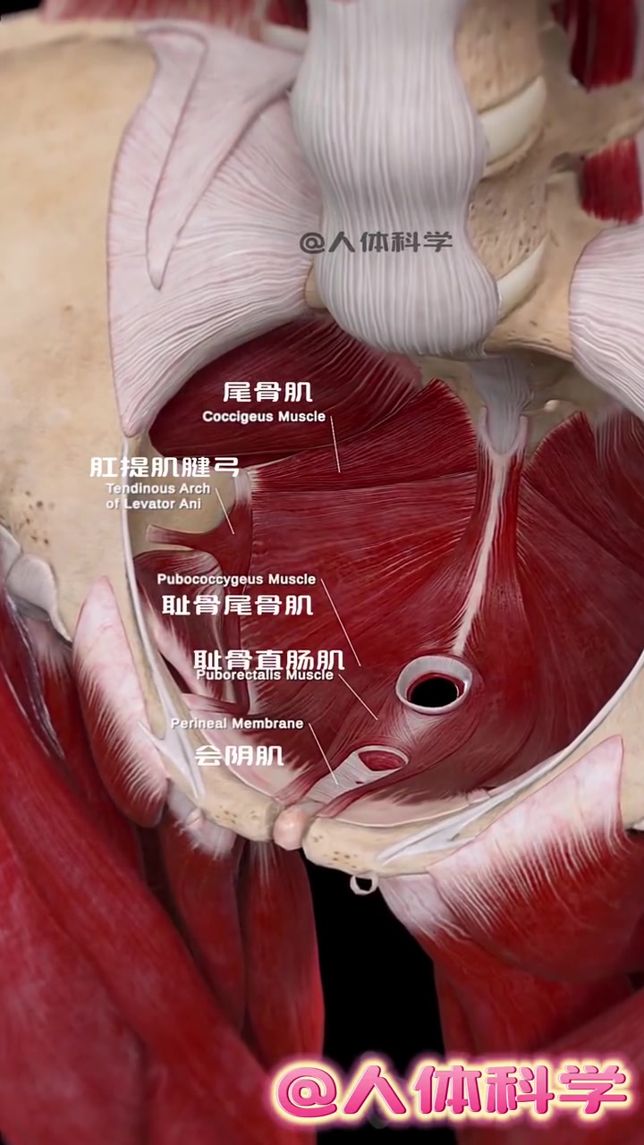 骨盆底部肌肉结构解剖图