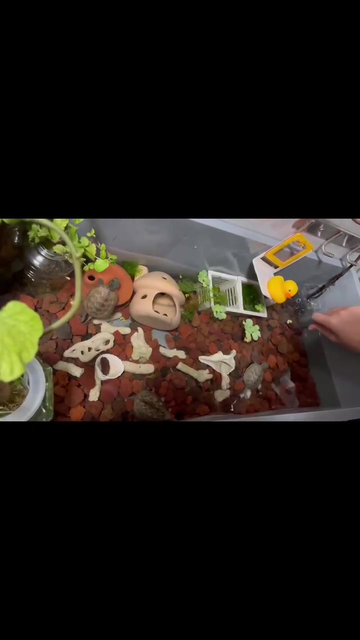 孔雀鱼产卵了,刚到家两天开始产卵