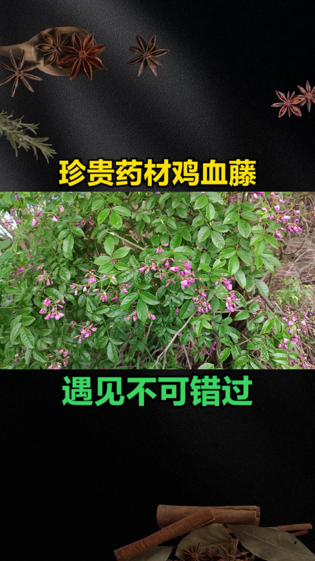 “鸡血藤”因血红浆汁得名,是珍贵野生药材,遇见可不要错过