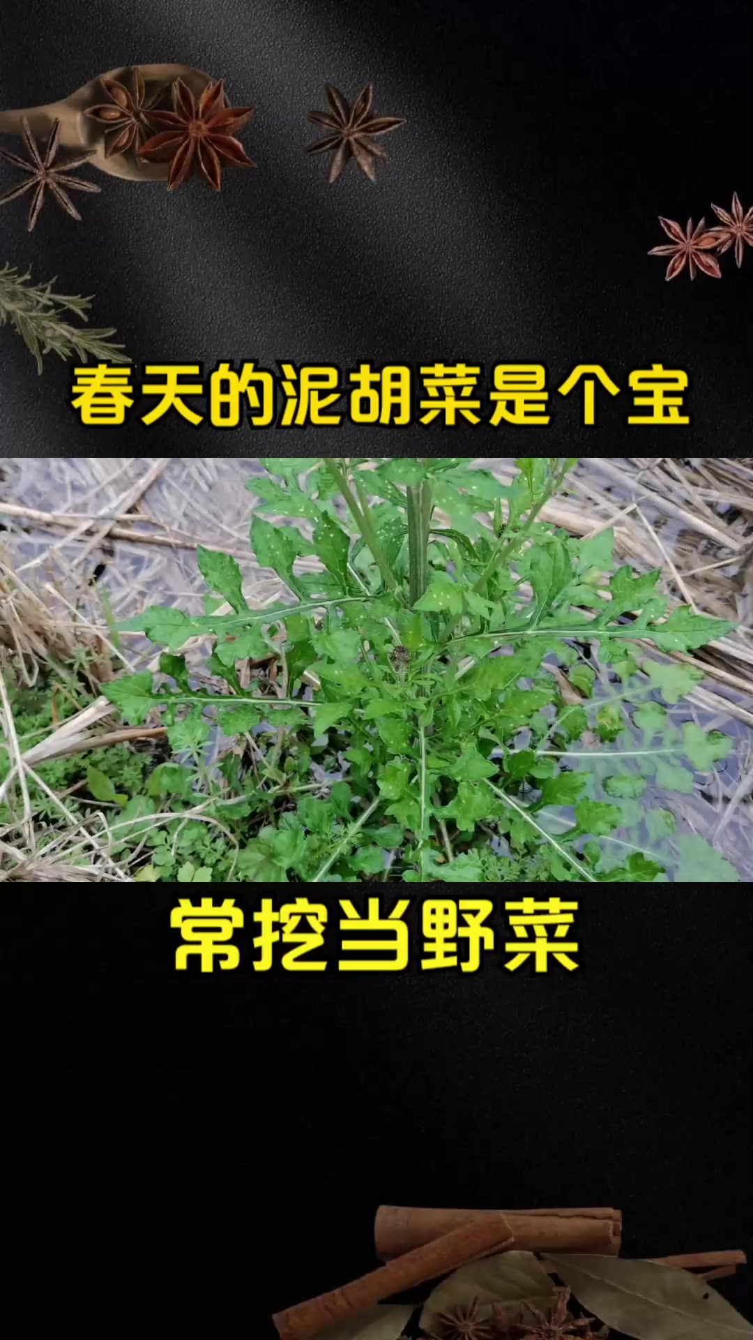 春天的泥胡菜是个宝,农村常采挖当野菜食用,遇见可别错过了!