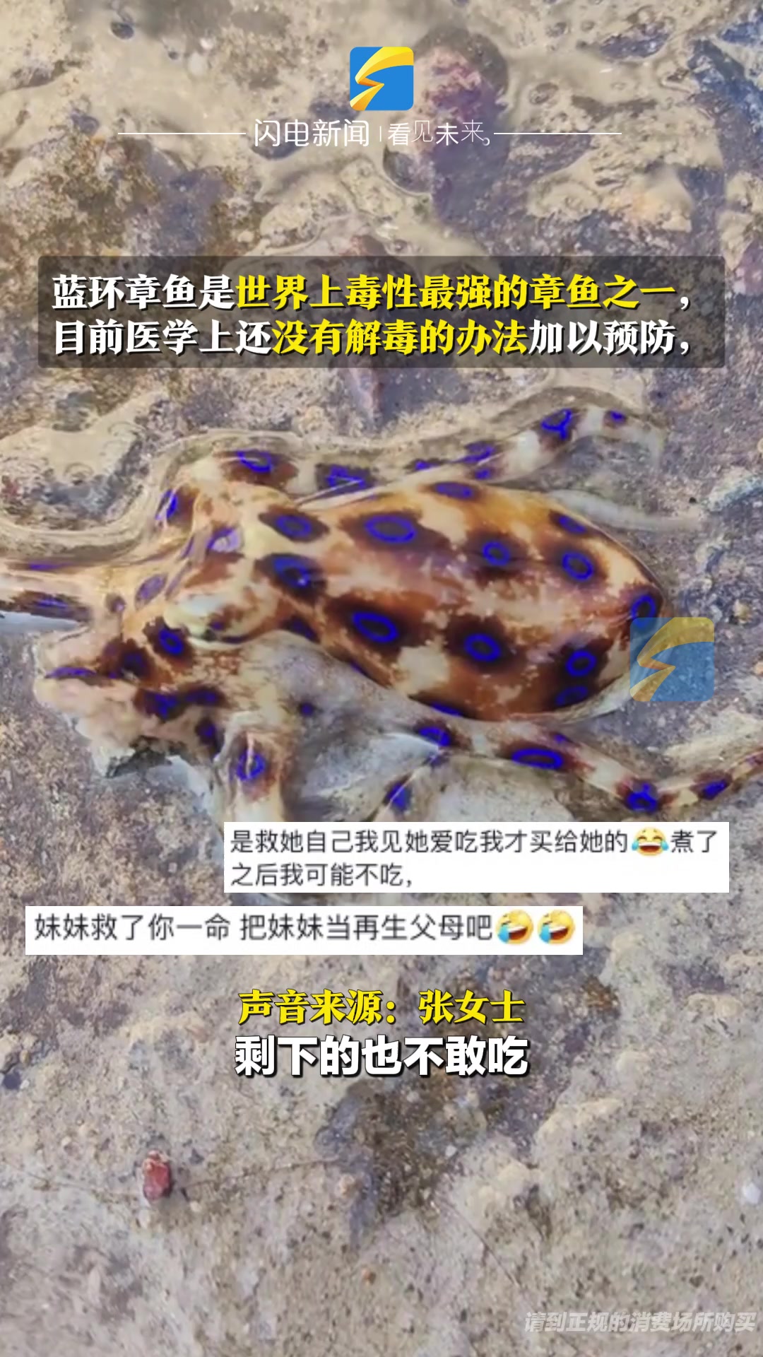 生日宴险酿悲剧!女子在码头买到蓝环章鱼 幸及时发现 “感谢你让我看到真实蓝环章鱼的样子” 