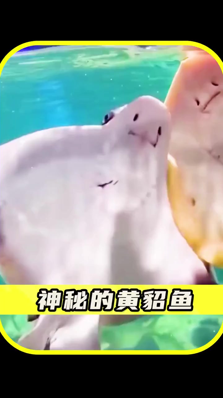 神秘的黄貂鱼是怎么蜇人的?