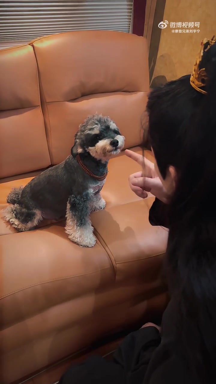 家贼难防。惯偷成性。二十多只剥好的虾仁。韭菜饺子。卷饼。鸡头。鸡汤。卤牛肉。樱桃。一整碗烤