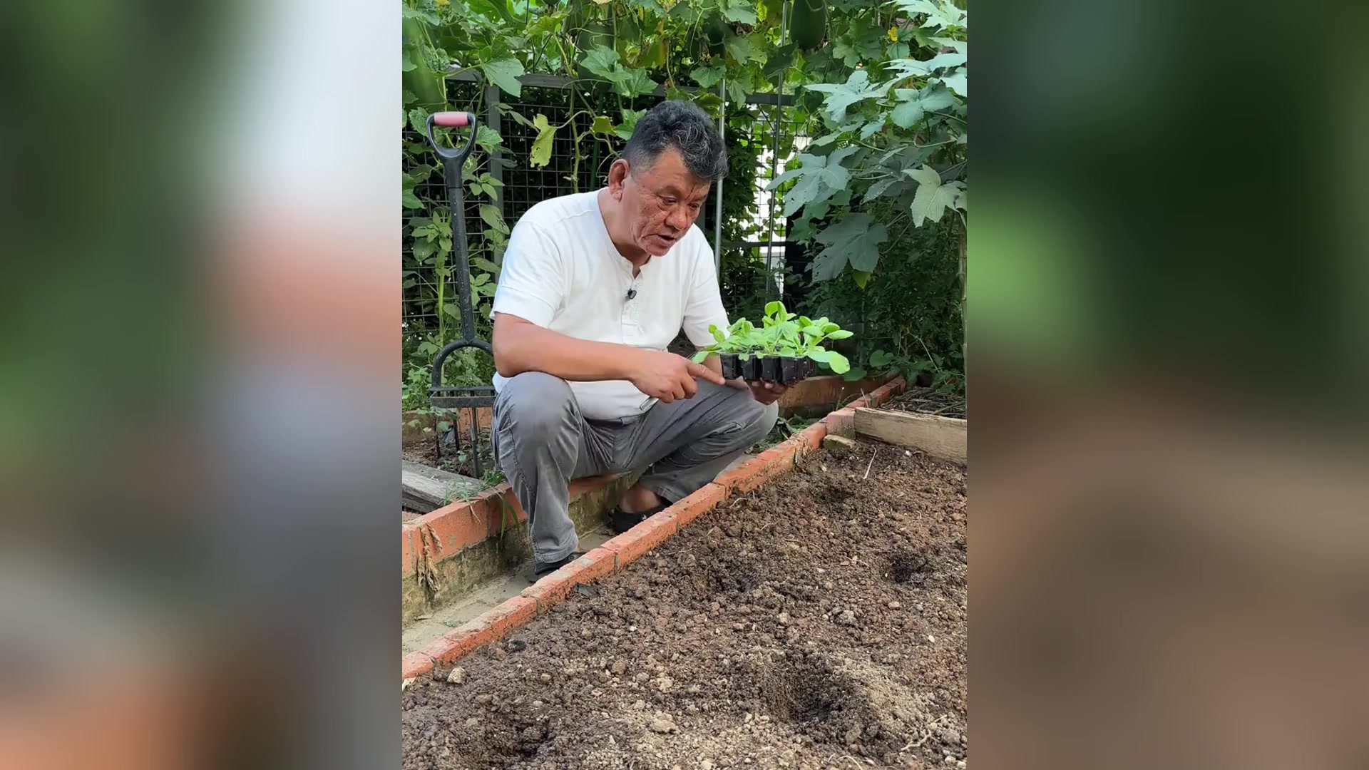 木匠爸爸移栽大白菜啦