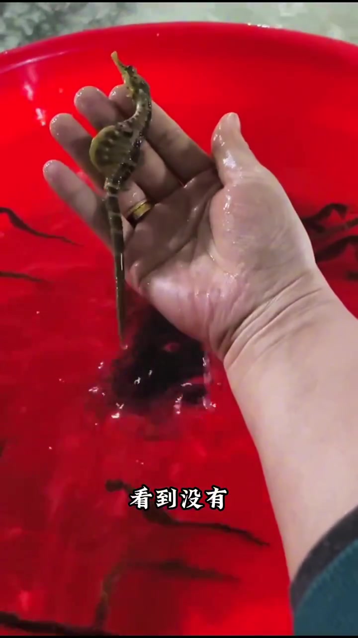 如何区分海马公母?