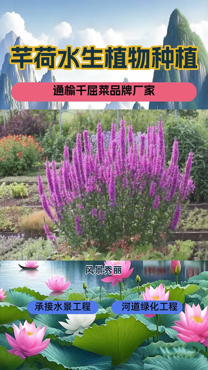 千屈菜种植基地
