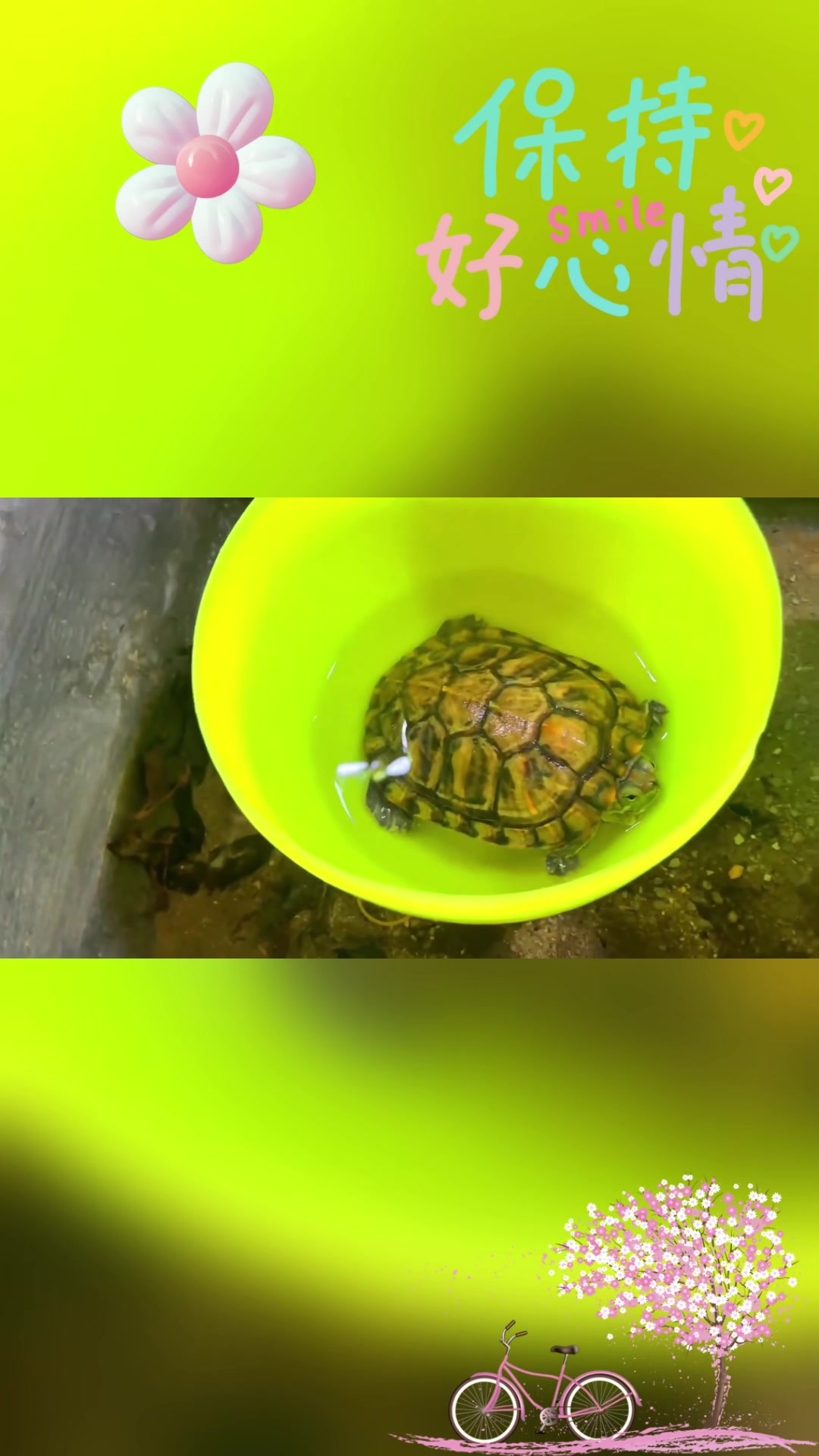 认识乌龟、六角龙鱼:它们的区别与饲养方法