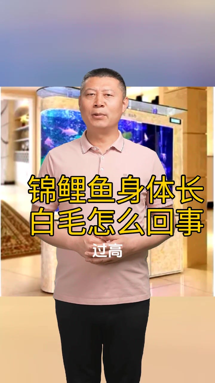 锦鲤鱼身体长白毛怎么回事