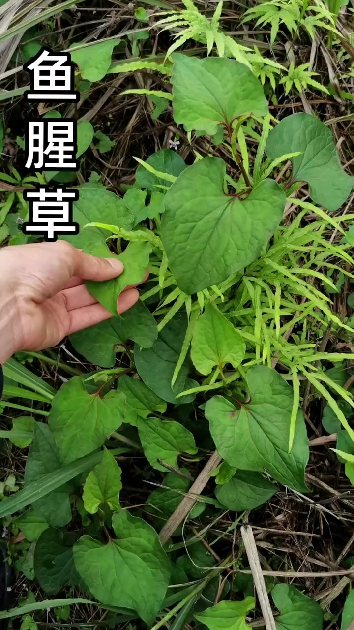 臭草!“鱼腥草”你知道它的用途吗?遇见有什么不一样的想法呢