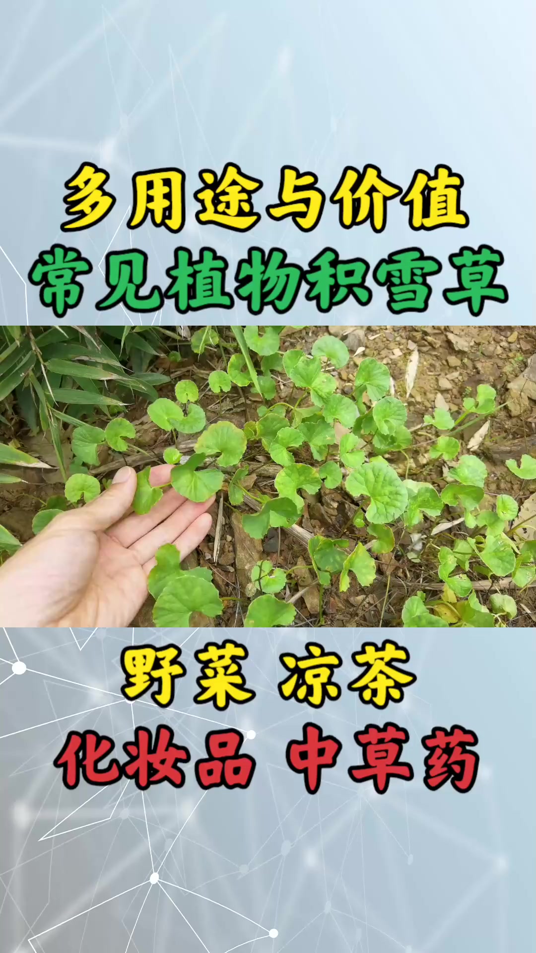 农村常见植物“积雪草”,野菜、凉茶、化妆品多用途,还是中草药