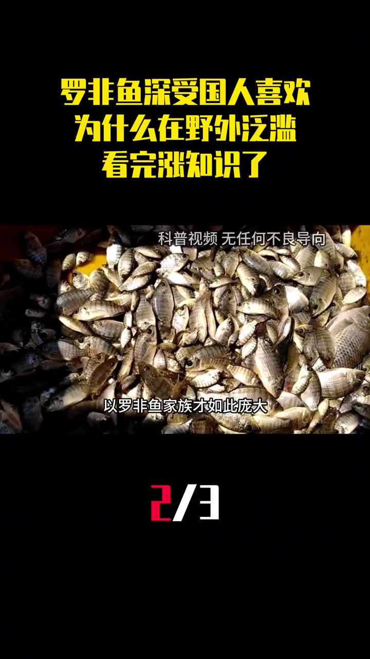 罗非鱼深受国人喜欢,为什么还在野外泛滥成灾,看完涨知识了(2