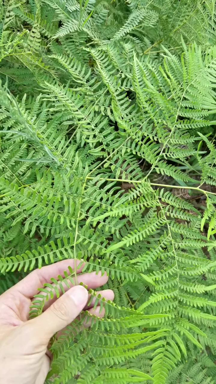 山野菜“蕨”,您真的了解它吗?