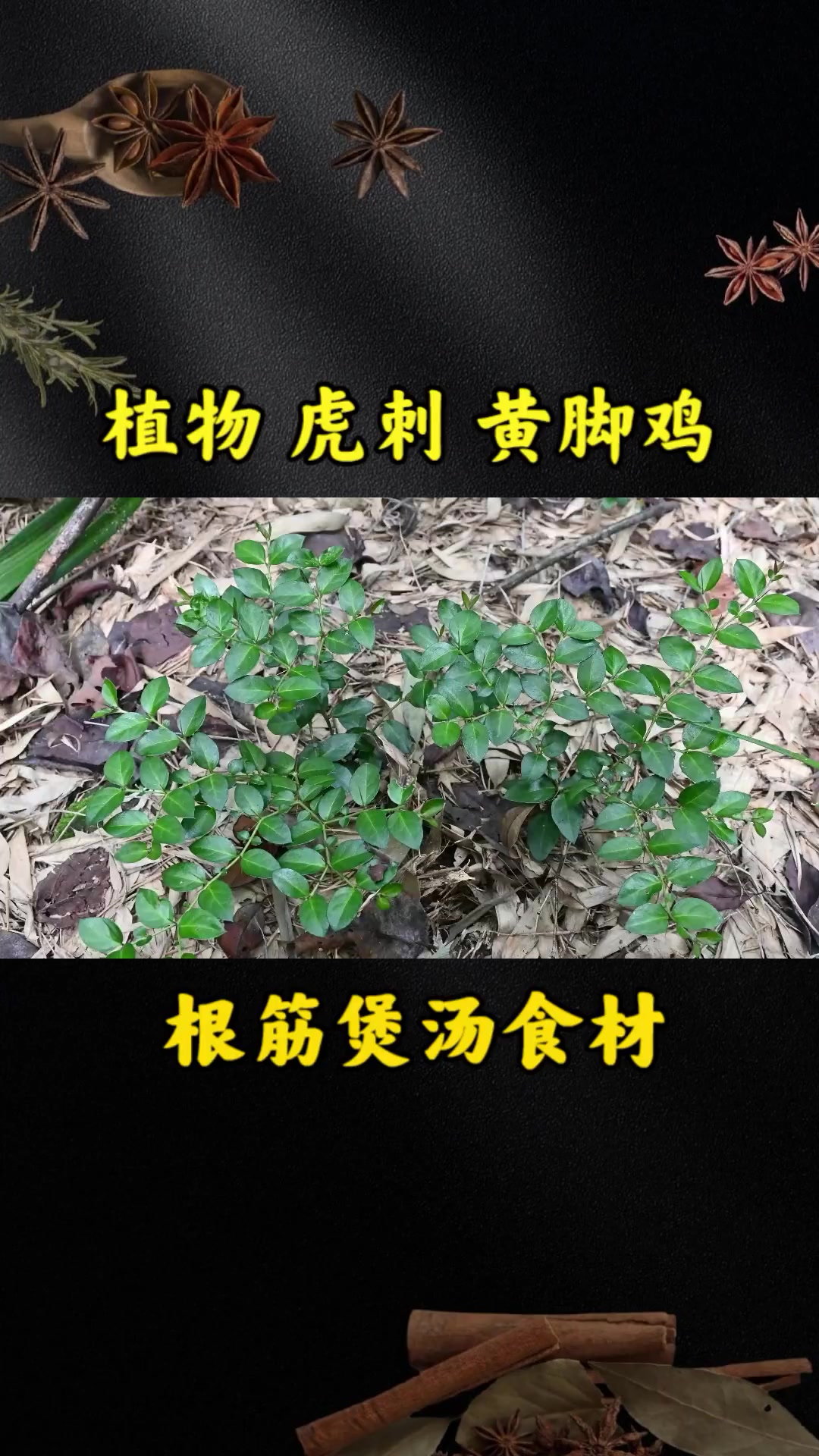 山野珍贵植物“虎刺”,根筋俗称“黄脚鸡”,煲汤食材少数人知道