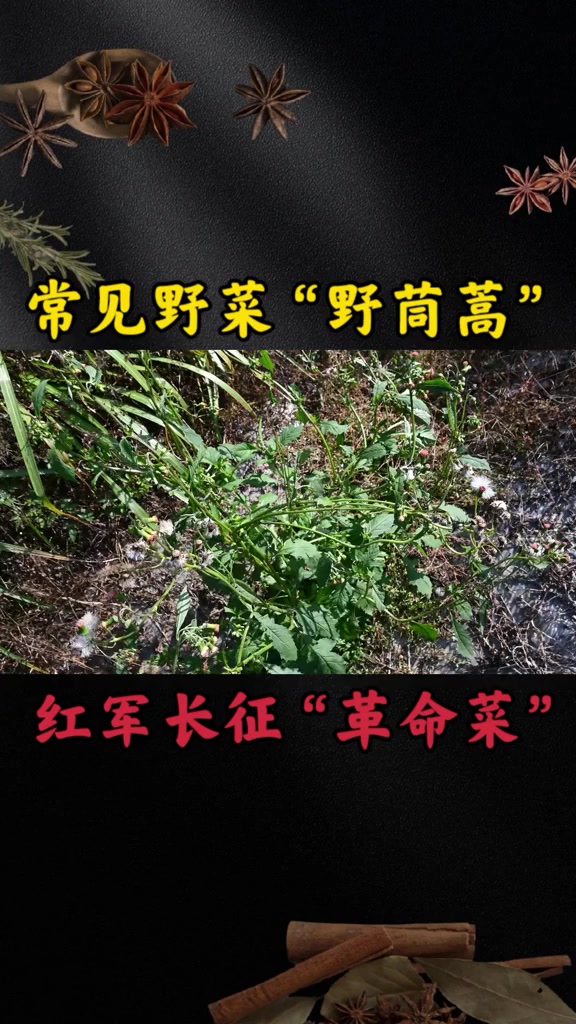 常见野菜“野茼蒿”,红军长征俗称“革命菜”,大家是否吃过呢?
