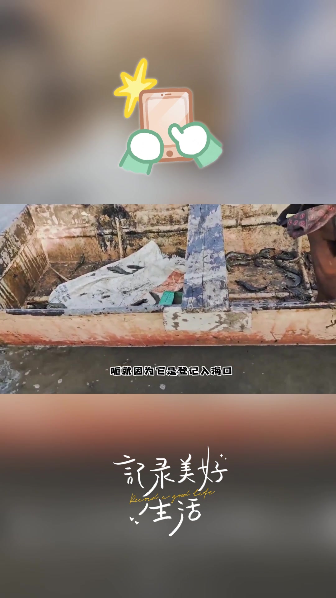 印尼红树林赶海:竹节虾泛滥,捕捞忙!