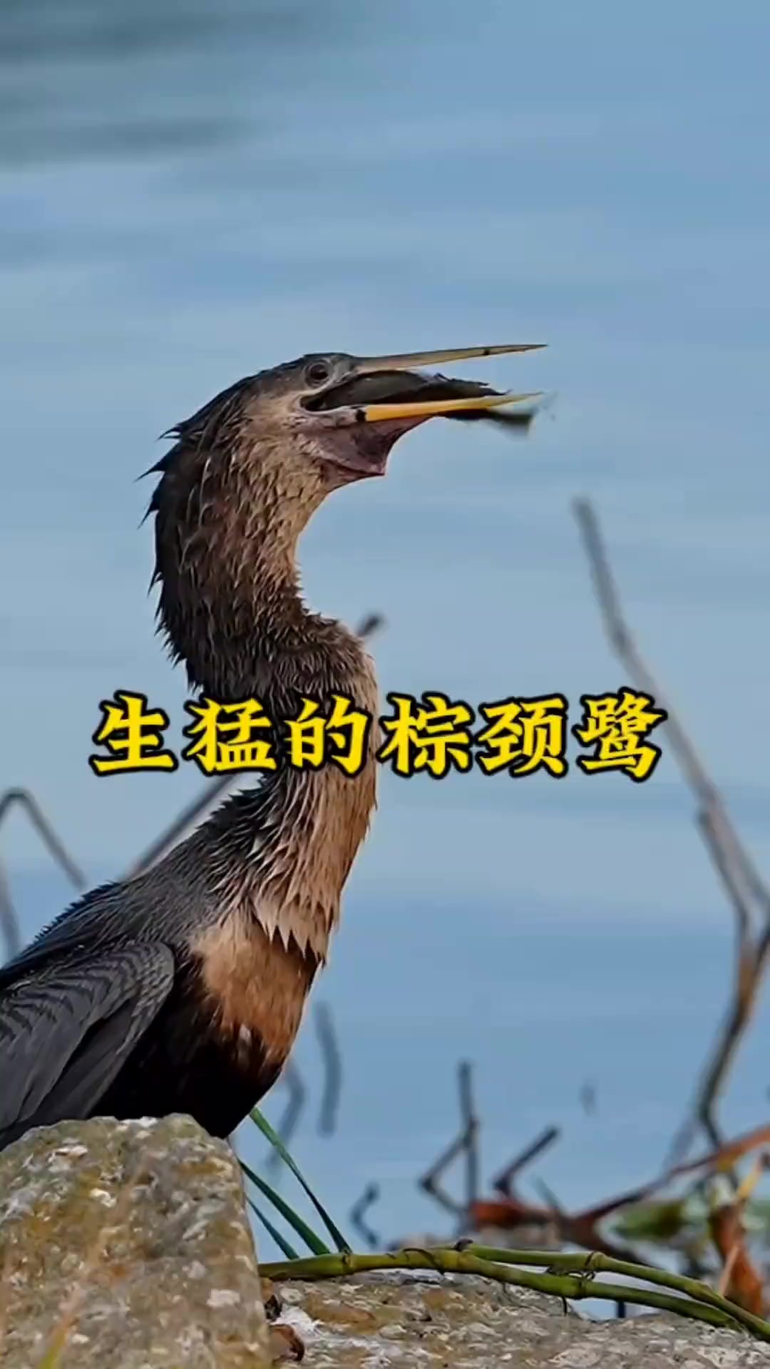 霸气的棕颈鹭,一口一条小鱼儿 神奇动物在抖音  奇妙的动物