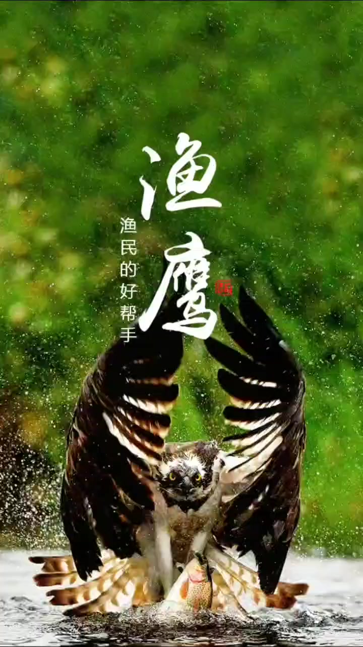 鱼鹰是怎么捉鱼的 动物世界 奇闻趣事 科普