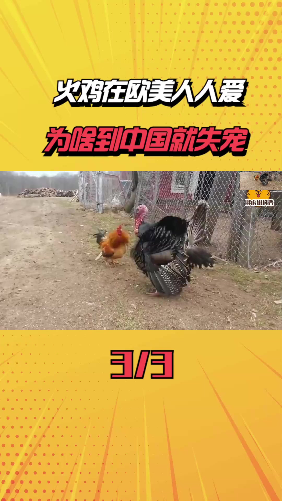 欧美家家餐桌都有火鸡,为啥中国难得一见?