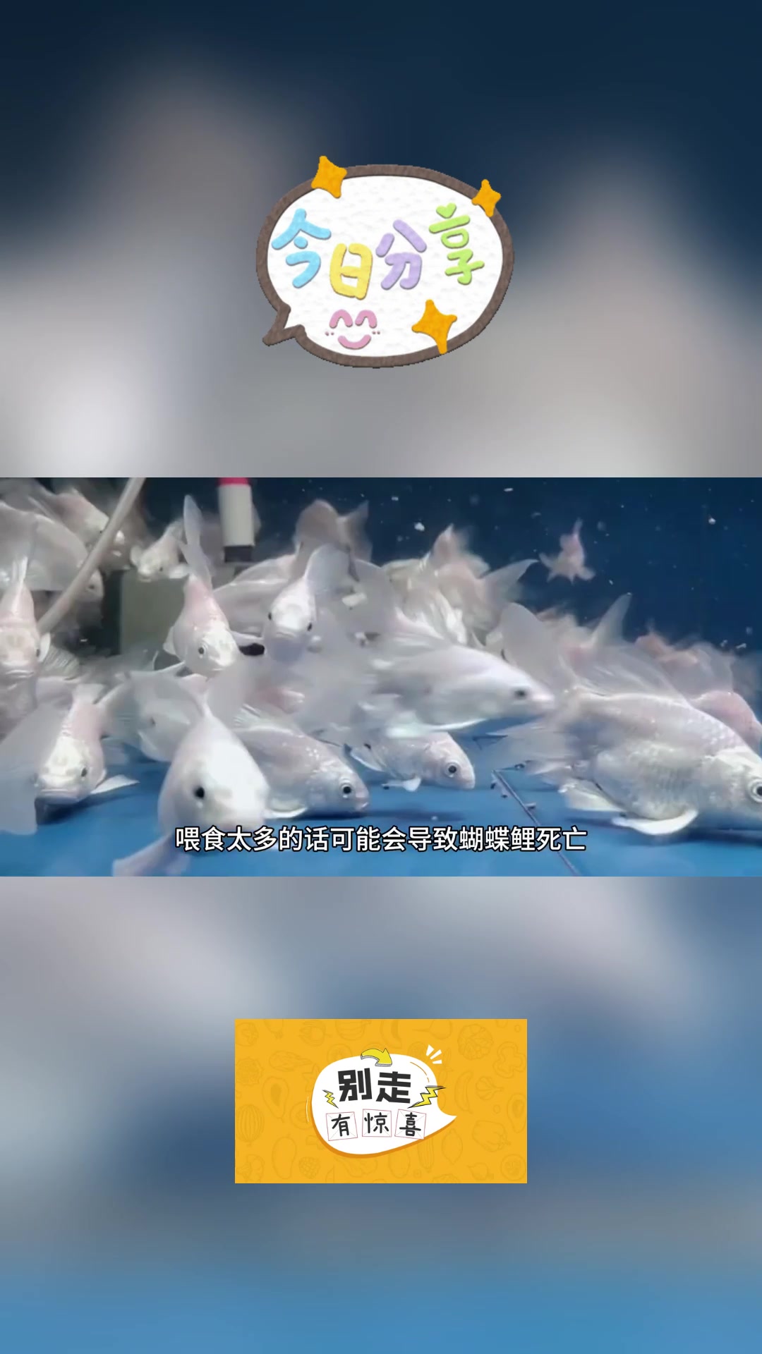 台湾蝴蝶鲤第五代改良贵妃短身球体圆手鳍纯种活体狮子头球形石膏白的喂养要点