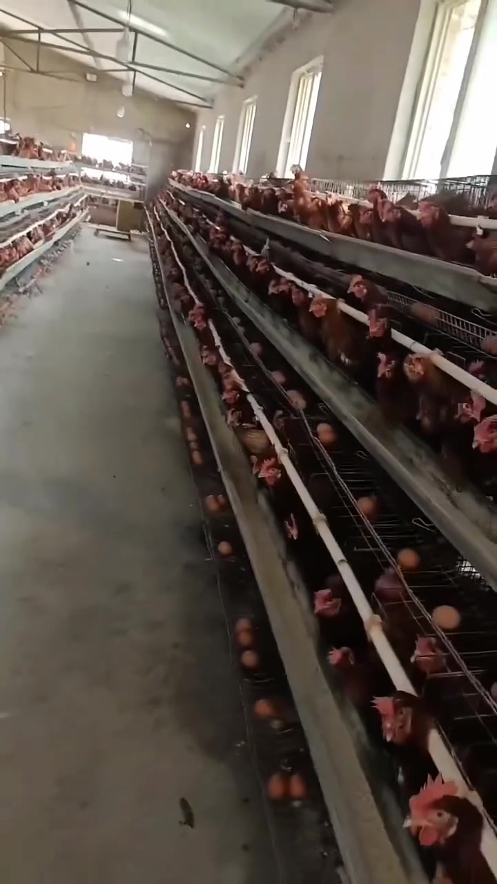小毛讲蛋鸡