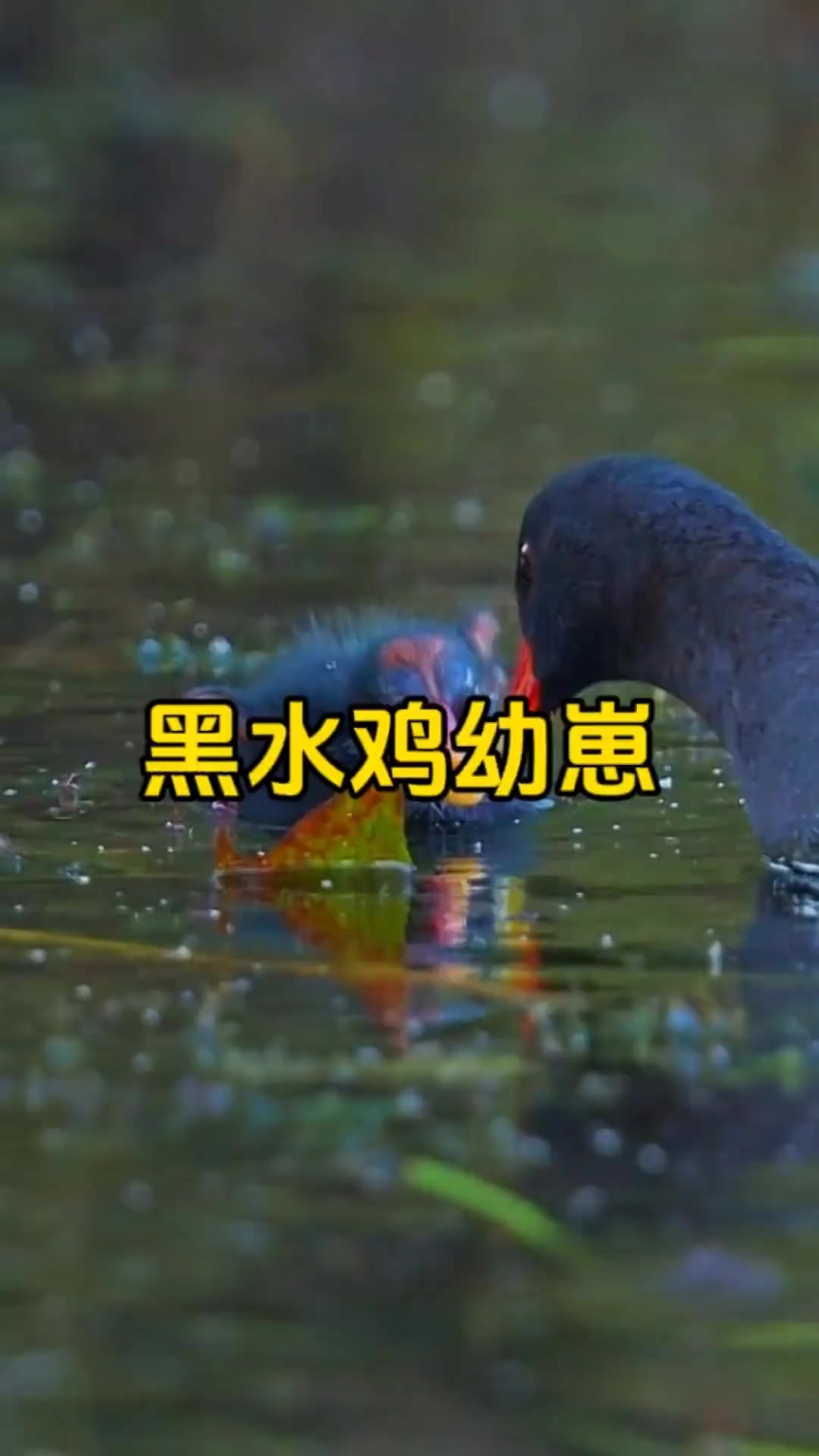 卡哇伊的黑水鸡幼崽 神奇动物在抖音  奇妙的动物  鸟类