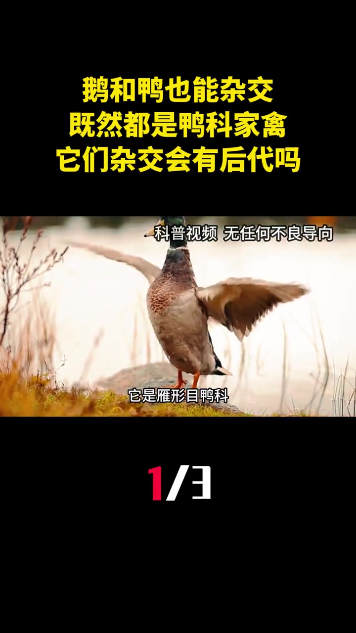 鹅和鸭也能杂交?既然都是鸭科家禽,它们杂交会有后代吗?(1)
