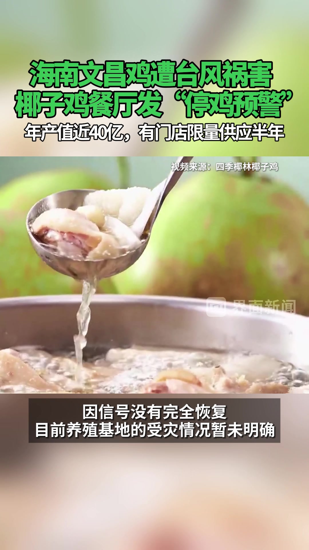 海南文昌鸡遭台风祸害,椰子鸡餐厅发“停鸡预警”,年产值……
