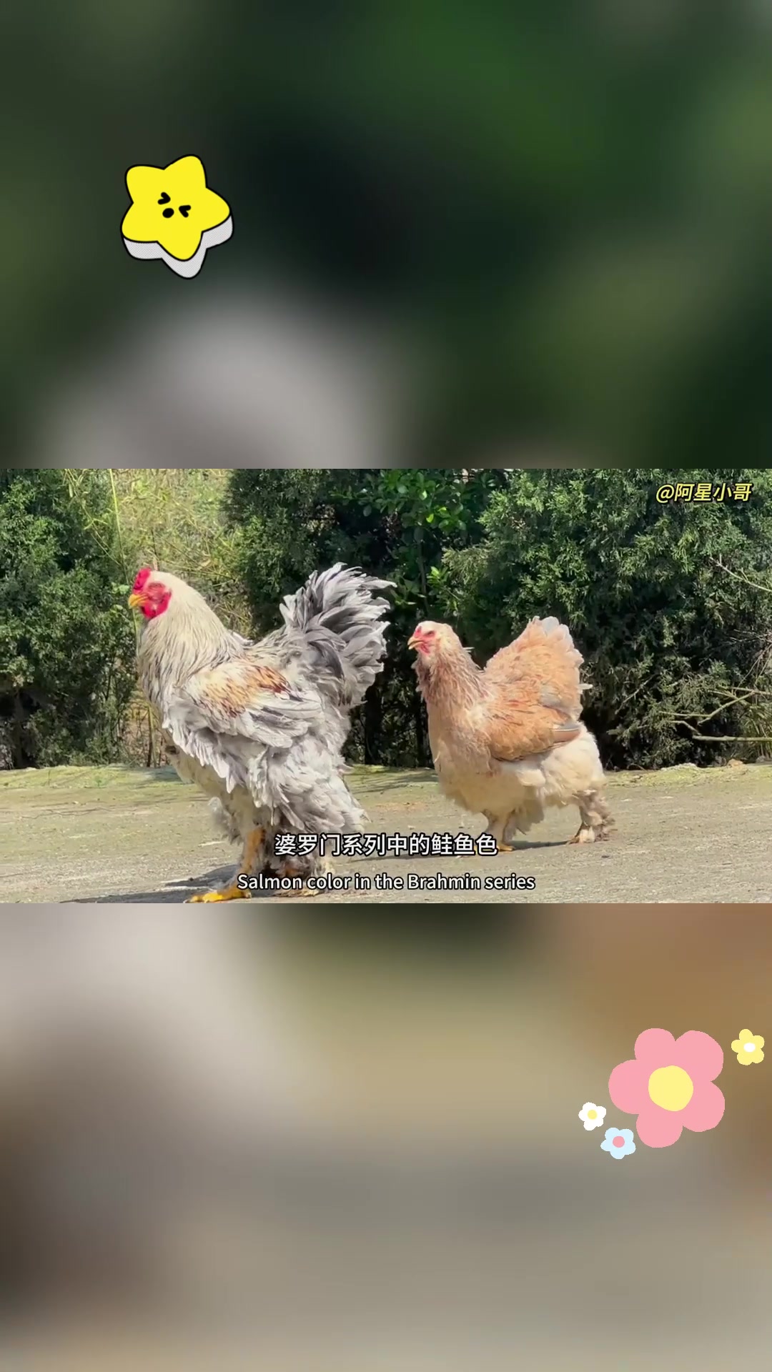 鲑鱼色婆罗门鸡:珍稀品种的孵化之旅