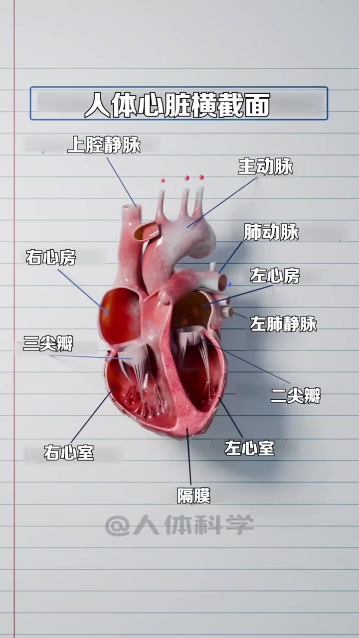 心脏横截面结构解剖图