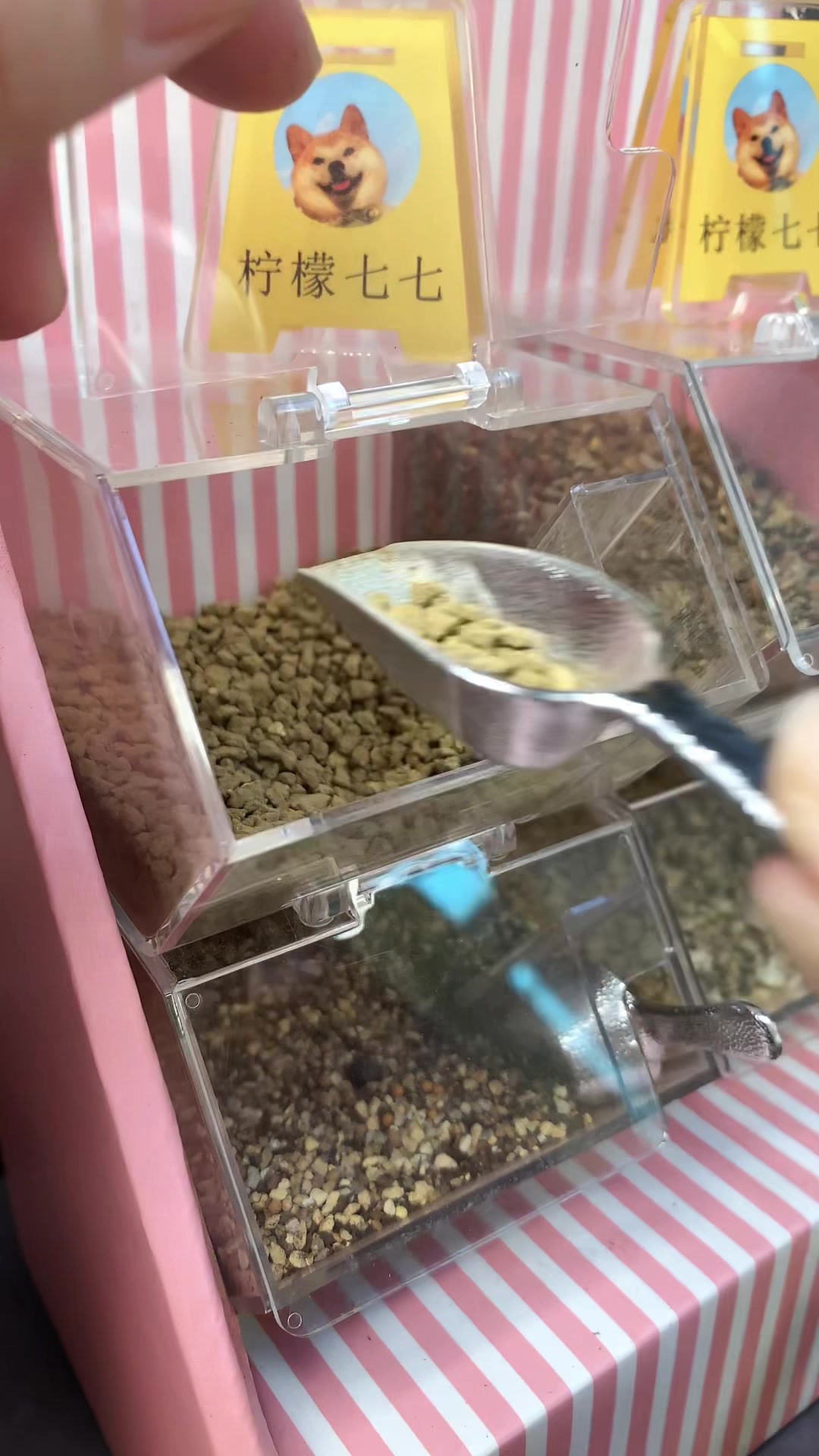 许个多肉愿望吧!