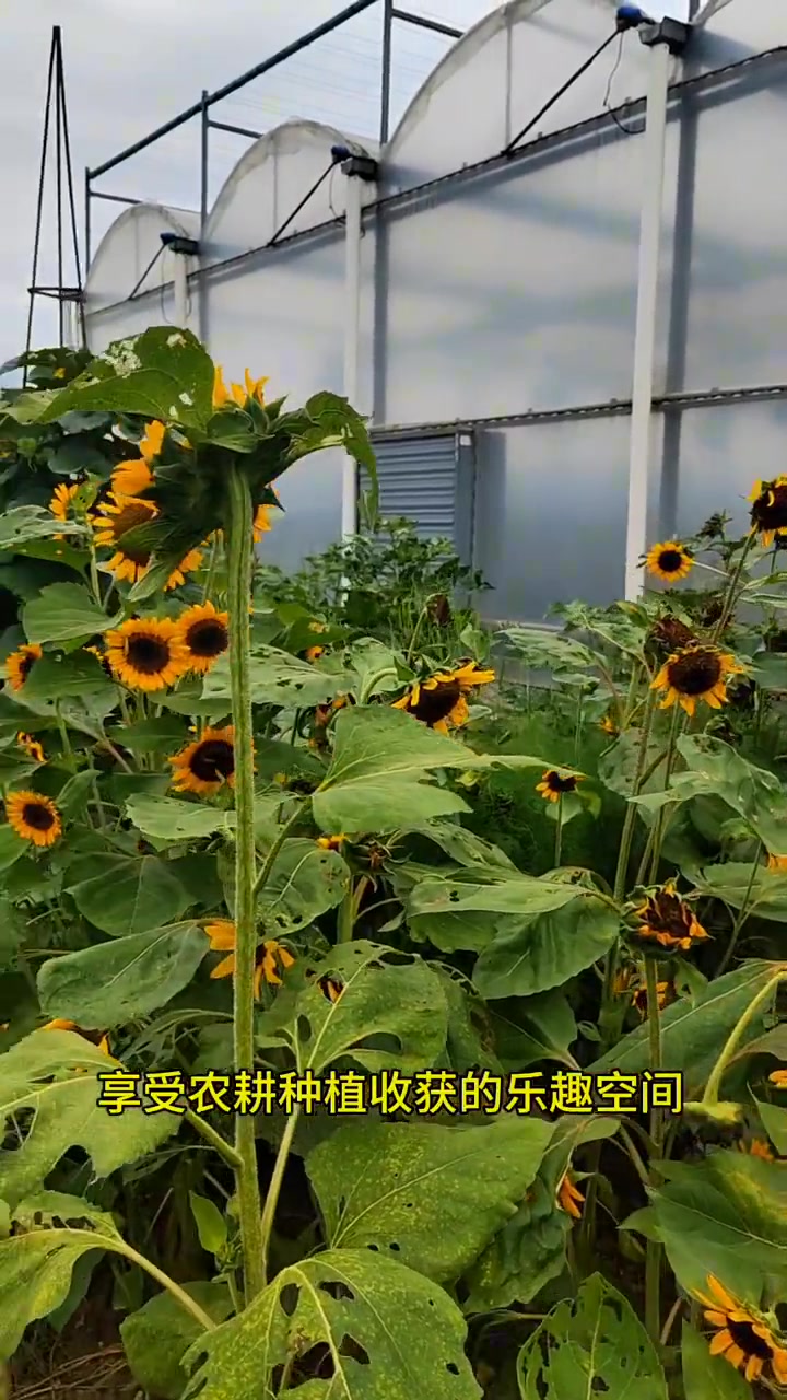 蔬菜花园系列(5)——家庭版蔬菜花园 因此早在2015年,我们就提出“菜园即花园,花园即菜