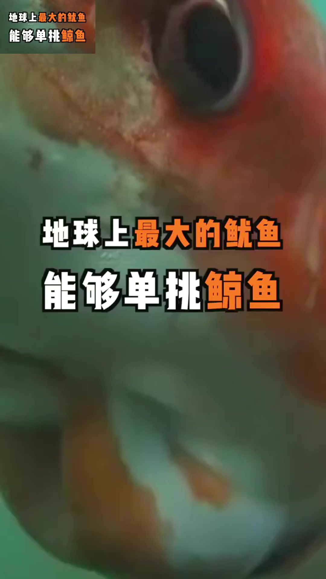 地球上最大的鱿鱼,能够单挑鲸鱼