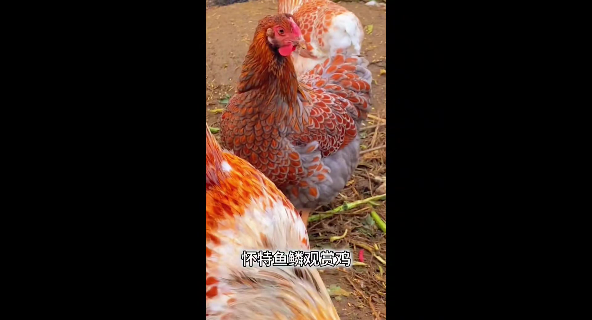 怀特鱼鳞观赏鸡