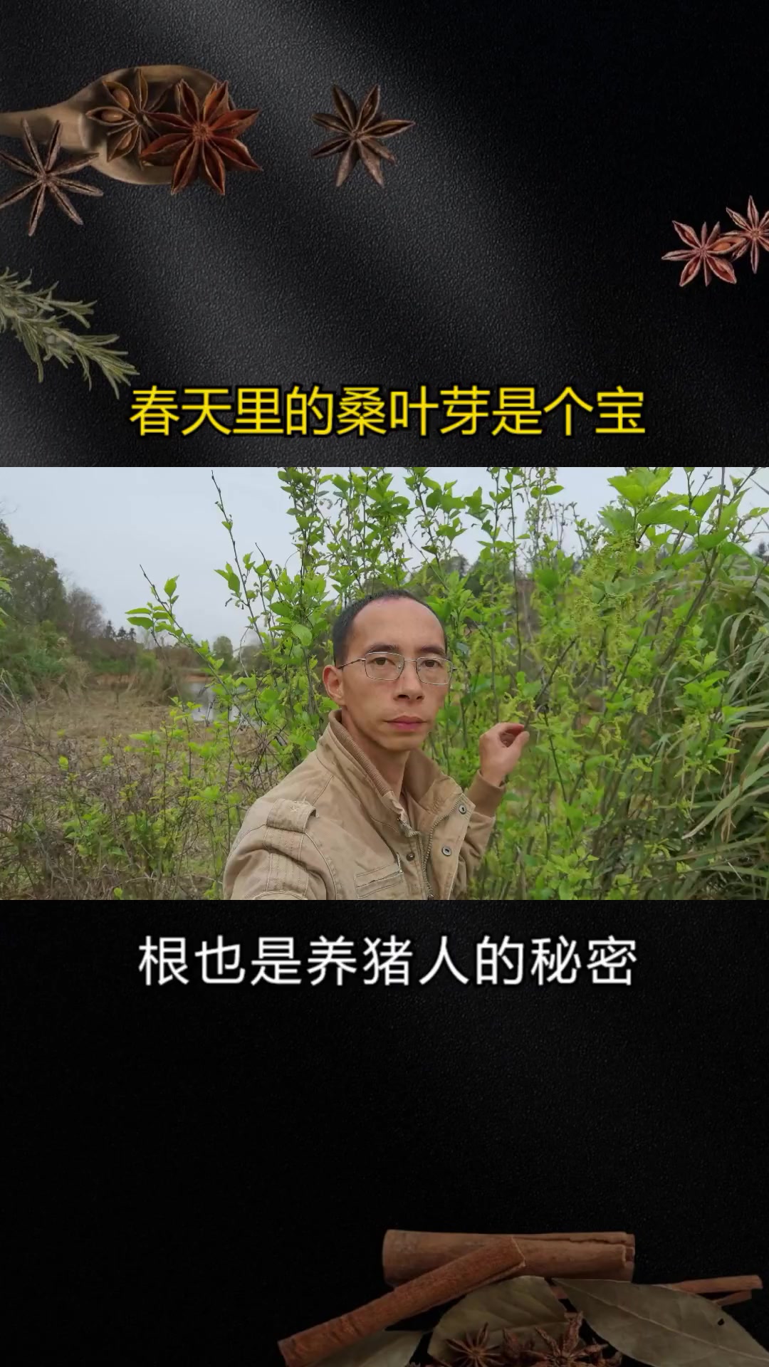 春天里的桑叶芽是个宝,是长在树上山野菜,根也是养猪人的秘密
