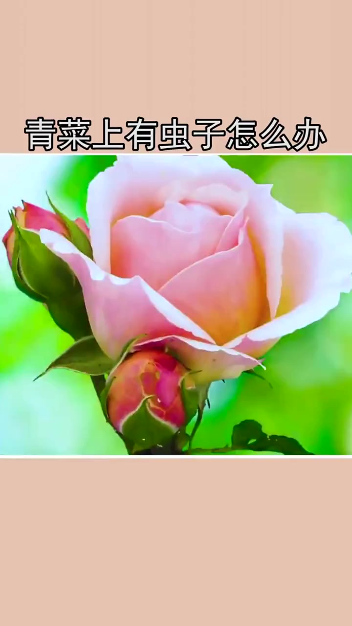 青菜上有虫子怎么办!