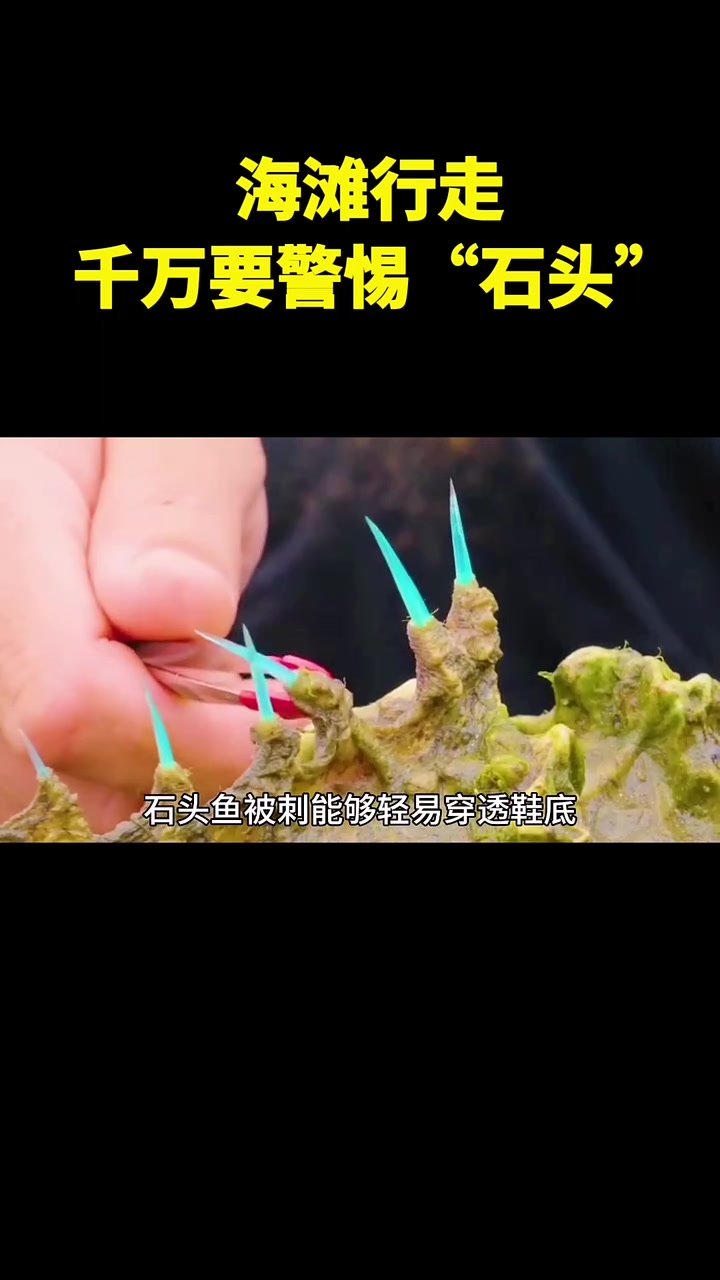 海滩行走,千万要警惕“石头”