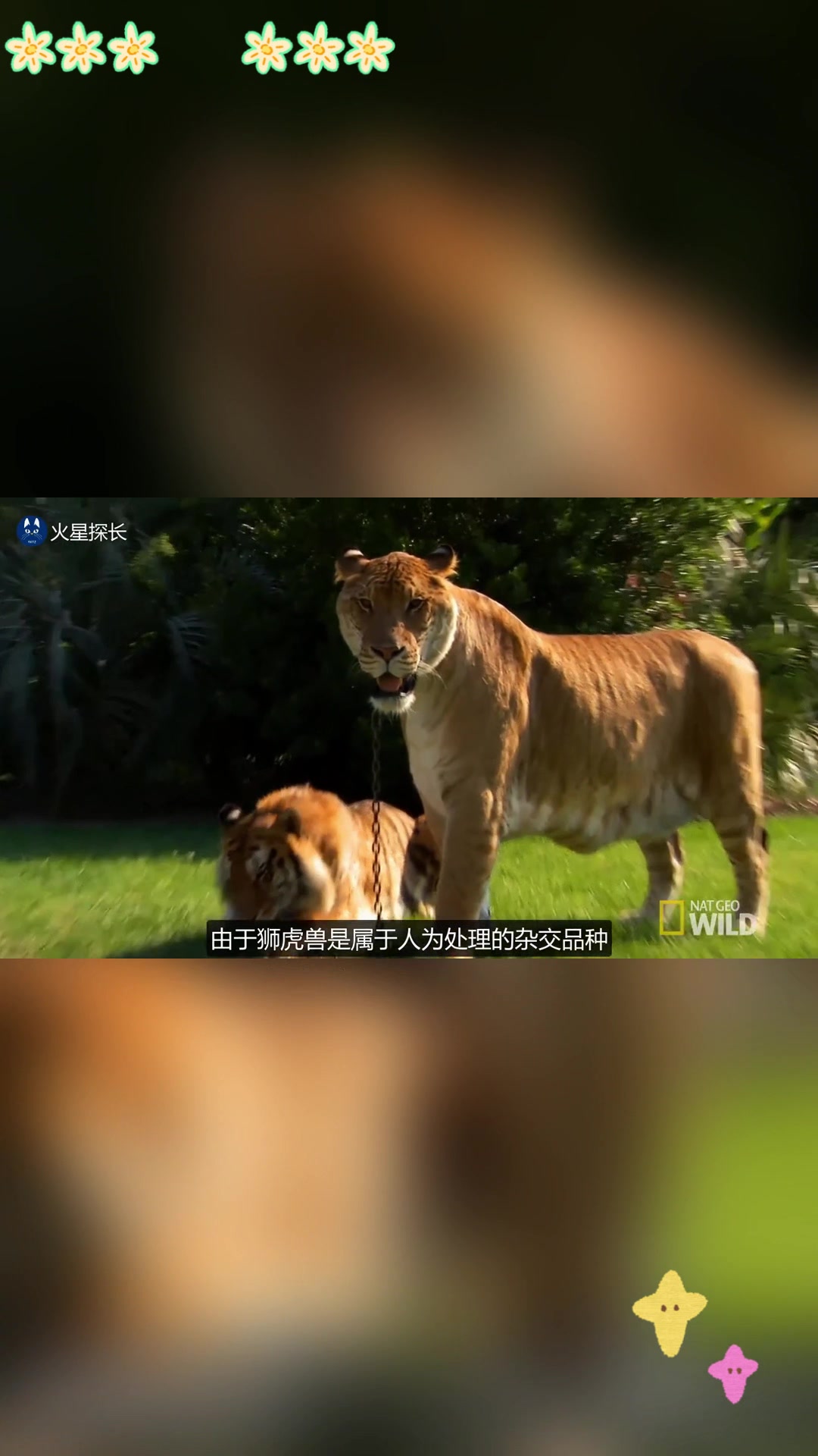 狮虎兽重达 900 斤,能否打得过野生老虎和狮子?