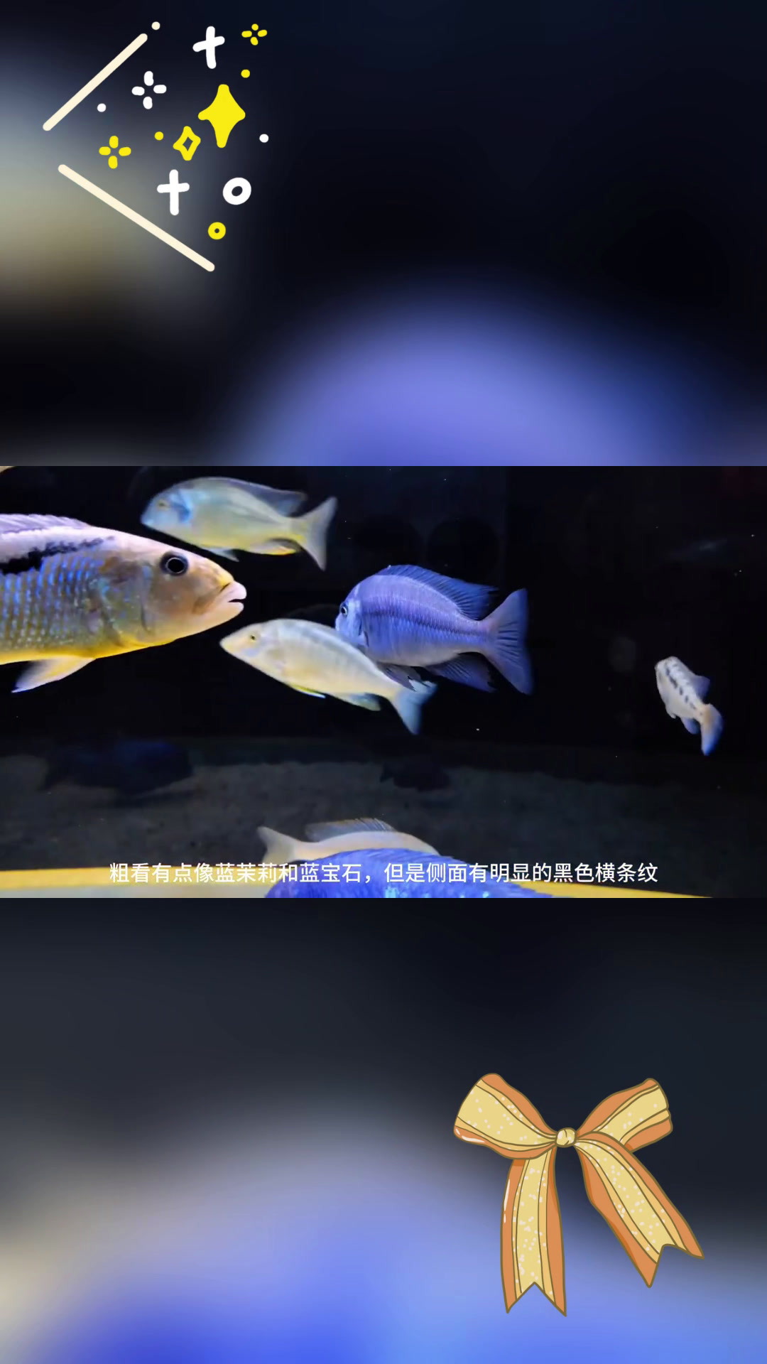 蓝排骨:三湖慈鲷的“小名”
