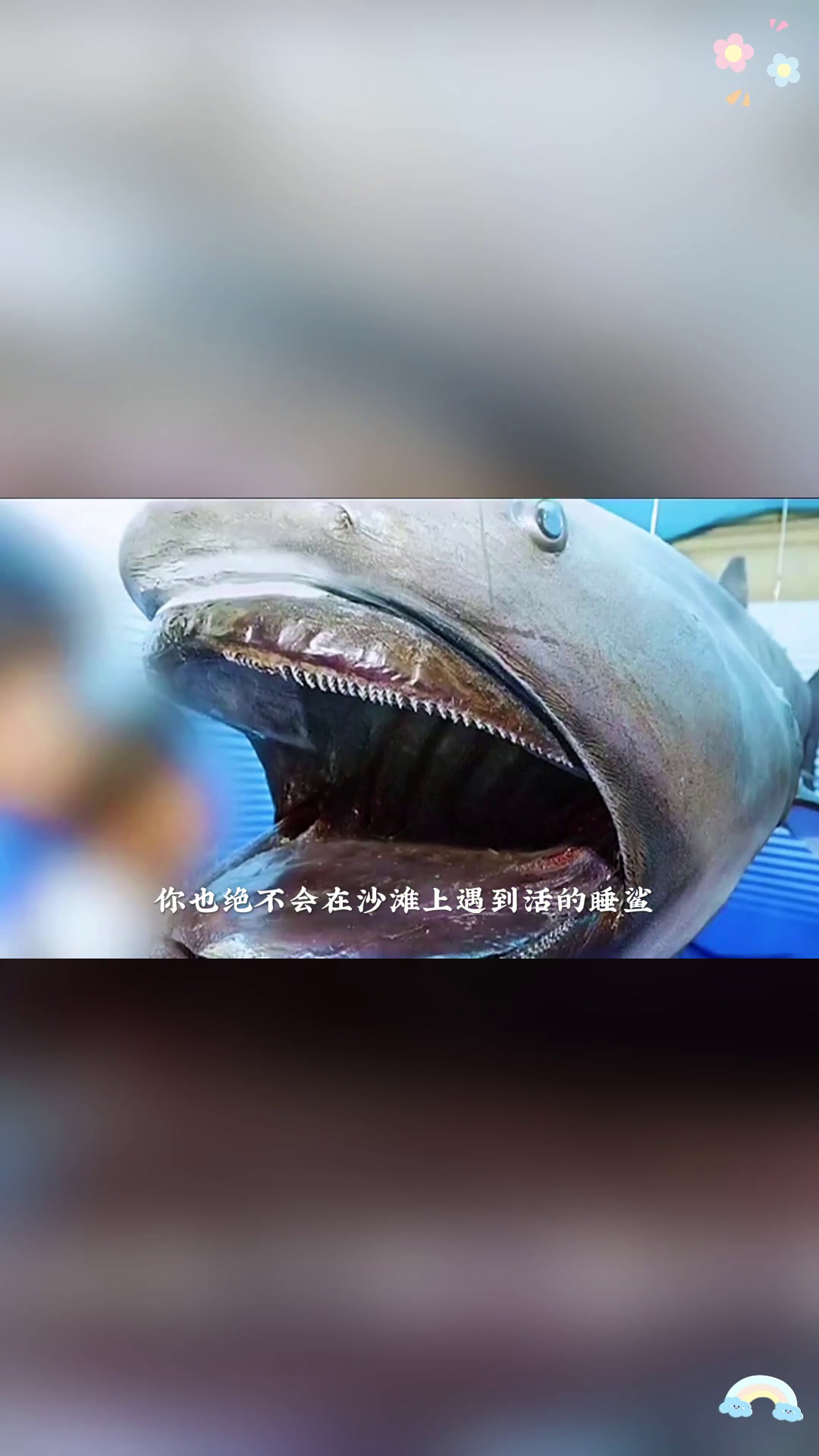 揭秘海洋霸主的凶悍!