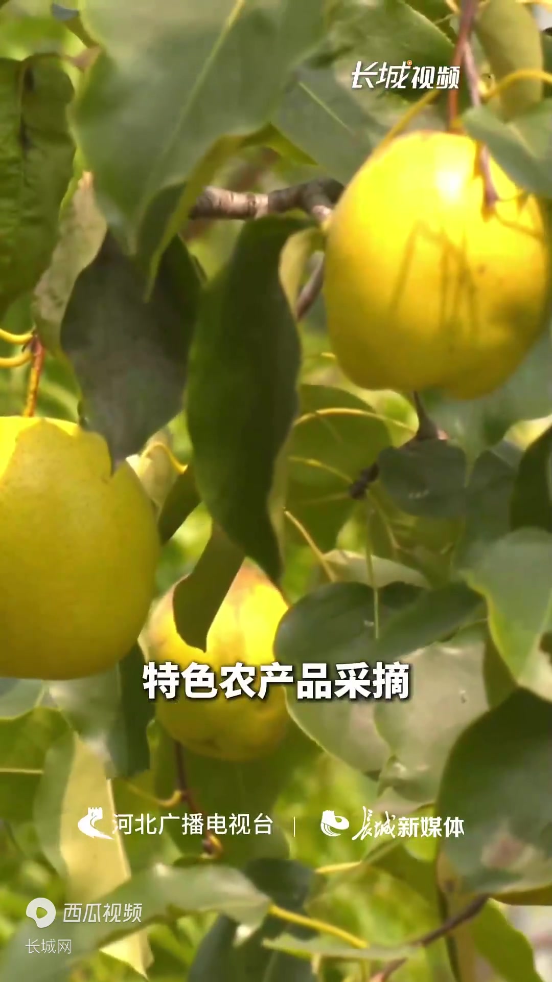 百姓看联播丨这个中秋玩转河间“驴火节”