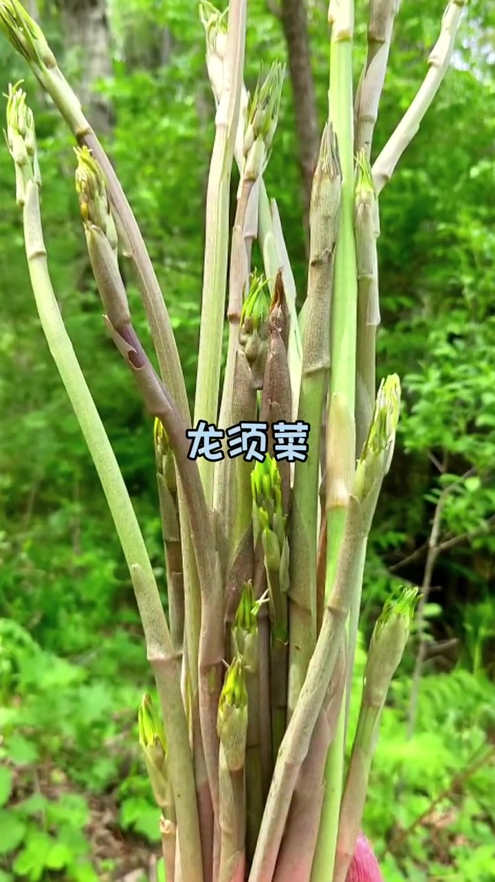 东北山野菜!大山里的原生态