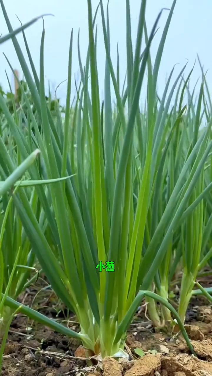 光照不好的地块可以种的喜阴蔬菜