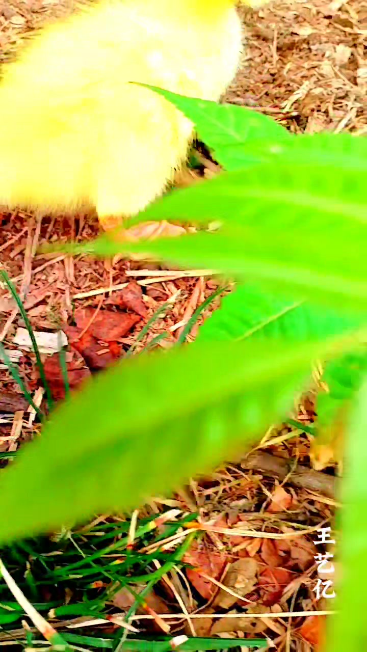 毛茸茸的身体,清澈的眼睛,嫩嫩的鹅黄,最爱你那一摇一摆的身影