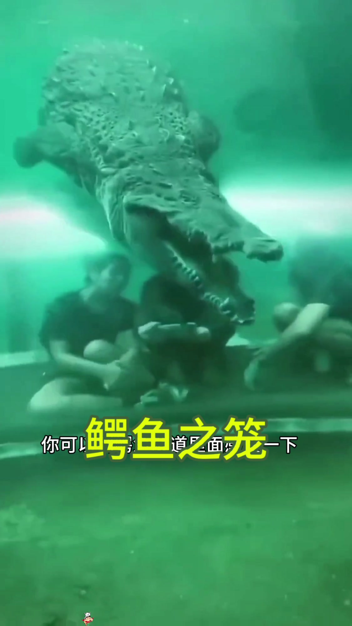 鳄鱼之笼,与鳄共舞