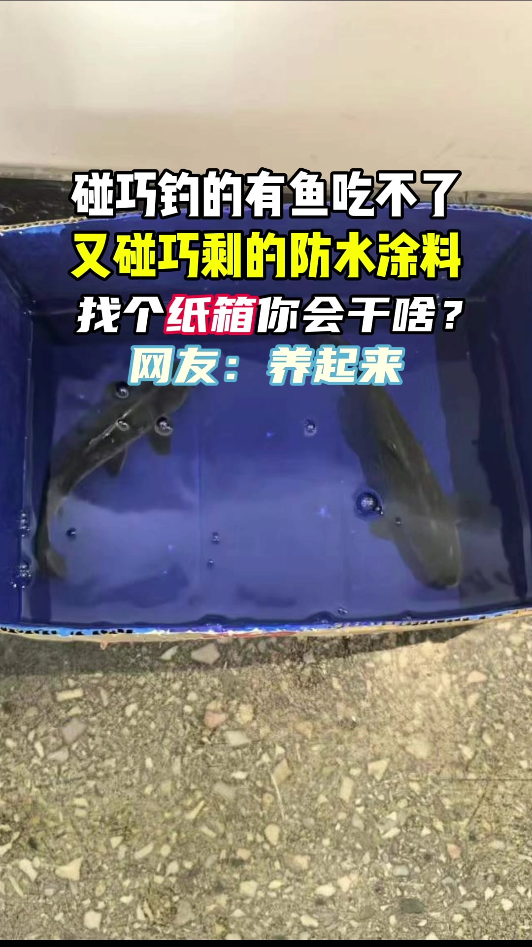鲁蒙:看我如何用剩防水涂料快速做个纸箱鱼缸?